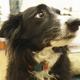 Do dogs have a right to privacy?